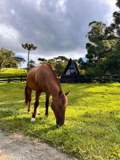 Cold Land Chalé - 4