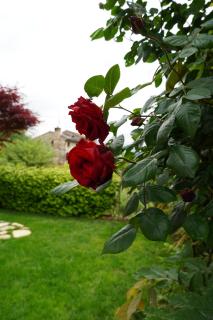 La Casa del Glicine Tarzo -  - 3