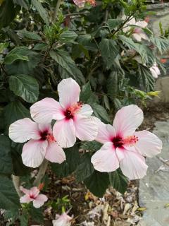 Bodrum sea view flower villa - Bodrum - 4