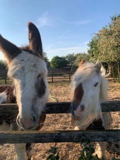 Horsey-Holidays - 6