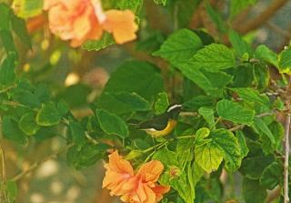 Seacastles at My House Your House - Montego Bay - 9