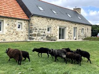 Menhirs et Moutons Ouessant - Plouëc-du-Trieux - 7