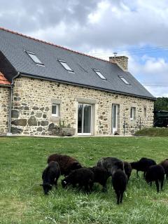 Menhirs et Moutons Ouessant - Plouëc-du-Trieux - 3