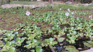Garden Suite - Valle de Bravo - 2