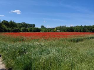 BASTIDE Neissoun - Richerenches - 6
