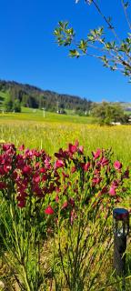 Das Kaiserwohl Chalet - Going am Wilden Kaiser - 4