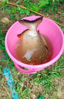Aimanda home stay - Madikeri - 3