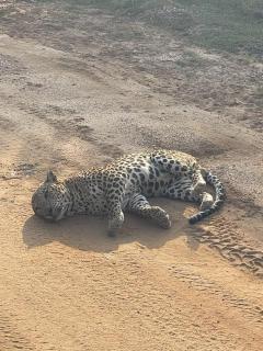 Tranquil Sanctuary Yala - 4