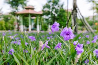 Lotus Villa Khem beach Phu Quoc - 1