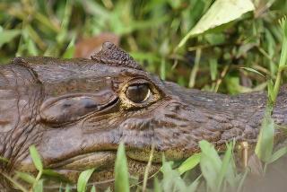 Guacimo Lodge - El Castillo de La Concepción - 7