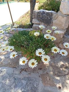 App Bonić - Veli Lošinj (Lussingrande) - 7