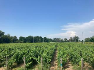 Domaine isolé dans les vignes avec sa jacuzzi house - 8