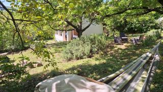 Wild Grape - Vadszőlő - Badacsonytomaj - 2