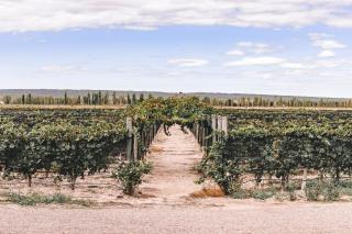 Enlace Wine House - Lujan de Cuyo - 9