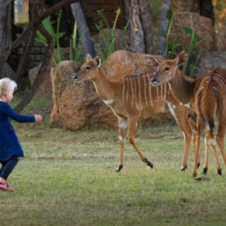 Dikhololo Resort - Vosburg - 3