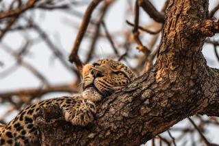 Cheetah Plains Private Game Reserve - - 5