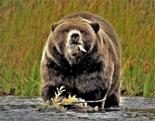 Riverfront Cabin Rental with All Meals Included inside Katmai National Park on the Alagnak Wild River, Alaska - 4