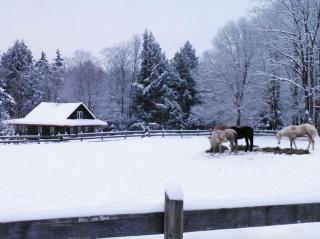 Simple and Spacious Log Cabin Rental on Working Ranch in Adirondacks - 4