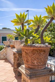 Villa la luna di carta - Ischia - 3