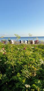 Der kleine Fuchshof mit Hund, Pferd und Huhn - Rathlau - 1
