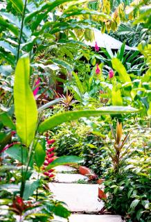 Red Frog Bungalows Resort - Short Cut - 3