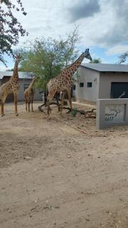 Ikigai4617 Villa - Marloth Park - 9