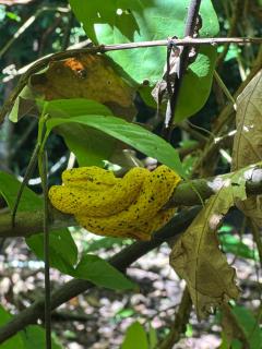 H et L - Tortuguero - 4
