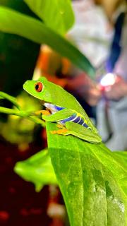 H et L - Tortuguero - 8