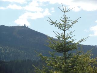 Am Waldrand - Bayerisch Eisenstein - 9