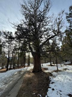 Big Bear - Cabin King Of Kings - - 2