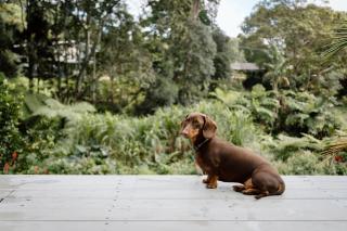 Nordic Star Maleny - Sleeps 10, Stroll to Town, See Platypus in the Lake! - Maleny - 4