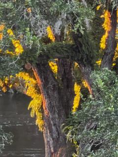 Amazing Waterfront Apt near Disney and Lake Tohoa - 1