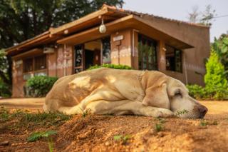 Leo wooden resorts - Hampi - 6