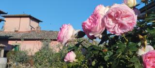 Tuscan rooms - Greve in Chianti - 9