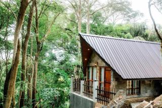 The Rain Forest - - 0
