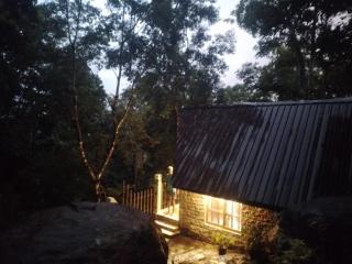 The Rain Forest - - 4