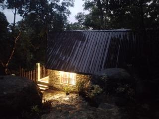 The Rain Forest - - 5