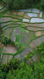 Sarang Walet Homestay - Tetebatu - 8