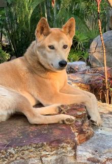 Girraween Rural Retreat with Gorgeous Lagoon Pool - 4