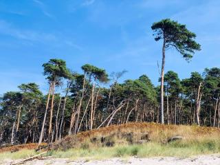 Ferienhaus Mit Garten, 500 Meter Zum Strand - Dierhagen - 3