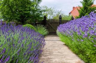 Ferienhaus In Gąski Mit Gepflegtem Garten - Gąski - 8