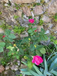 Ferme Fleurie - 4