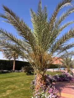 cecilia resort hurghada - Hurghada - 2