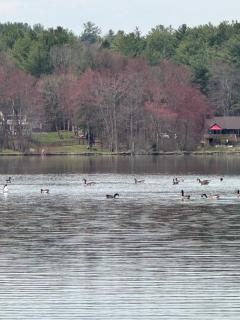 Cozy lake house - Nassau - 5