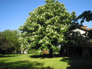 Holiday Home Giaron - Rosolina - 1