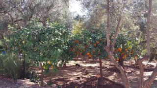 Beautiful peaceful haven with free breakfast - Aghmat - 6