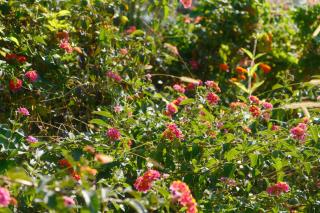 Helen Apartments - 9