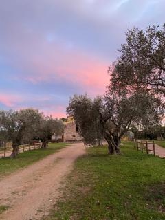 El niuet del bosc - Caldes de Montbui - 3