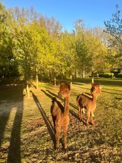 Glamping Visingsö - Visingsö - 2