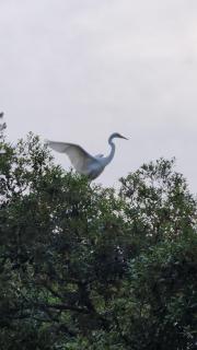 The Landing at Little Oak - Folly Beach - 7